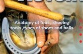 Anatomy of foot , shoeing tools, types of shoes and nails and their uses