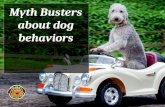 Myth Busters about Dog Behaviors
