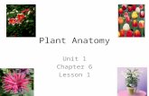 Plant Anatomy Unit 1 Chapter 6 Lesson 1.