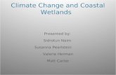 Climate Change and Coastal Wetlands Presented by: Sidrotun Naim Susanna Pearlstein Valerie Herman Matt Carter.