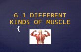 { 6.1 DIFFERENT KINDS OF MUSCLE. All muscles work by shortening or contracting. There are three different types in the human body…
