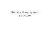Hepatobiliary system structure