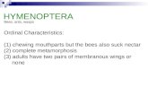 Ordinal Characteristics: (1) chewing mouthparts but the bees also suck nectar (2) complete metamorphosis (3) adults have two pairs of membranous wings.