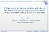 Werner Kilb Preparatory meeting SFB 07. Sept. 2012 Influence between motor and sensory cortex during whisking Influence of whisking-related activity in.