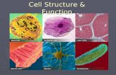 Cell Structure & Function. Cells ► All living things on Earth are made of cells. ► Cells are the basic unit of structure & function in living things.