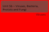 Viruses. I. Viruses 1. They are Nonliving i.Viruses are NOT cells… they carry on no life function on their own  they can be stored for years and still.