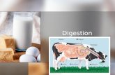 Digestion. Nitty Gritty Terms Intracellular Digestion: - digestion occurs within the cell Extracellular Digestion: - digestion occurs outside of the cell