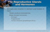 The Reproductive Glands and Hormones Gonads are ovaries in women and testes in men. −Testes produce testosterone. −Major female hormones Estrogen Progesterone.