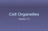Cell Organelles Section 7.3. Cell Wall  Found outside some cell membranes  It provides support and protection  Made of cellulose.