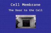 Cell Membrane The Door to the Cell. Structure of the Cell Membrane