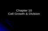 Chapter 10 Cell Growth & Division. Cell Division There are 2 main reasons cell divides: There are 2 main reasons cell divides: 1. The cell has more trouble.