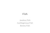 Jawless Fish Cartilaginous Fish Boney Fish