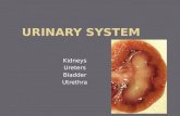 Kidneys Ureters Bladder Utrethra. fao.org naxcel.com.