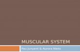 MUSCULAR SYSTEM Pau Junyent & Aurora Nieto. What are muscles? I  contractile tissue found in animals  over 650 muscles  half the weight of the human.