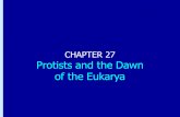 Chapter 27: Protists and the Dawn of the Eukarya CHAPTER 27 Protists and the Dawn of the Eukarya.