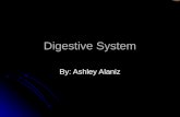 Digestive System By: Ashley Alaniz. Mouth The body opening, the mouth, which a person takes in food The body opening, the mouth, which a person takes.