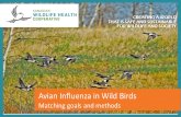 Day CREATING A WORLD THAT IS SAFE AND SUSTAINABLE FOR WILDLIFE AND SOCIETY Avian Influenza in Wild Birds Matching goals and methods.