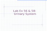 Lab Ex 56 & 58: Urinary System. KIDNEY Renal capsule.