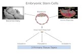 Inner-Cell-Mass Cell Embryonic Stem Cells Ectoderm Mesoderm Endoderm Blastocyst Forms Placenta Becomes Baby 3 Primary Tissue Types.