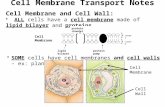 Cell Membrane Transport Notes Cell Membrane and Cell Wall: ALL cells have a cell membrane made of lipid bilayer and proteins Cell Membrane lipid bilayer