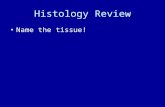 Histology Review Name the tissue!. #1 Low power #1 High power.