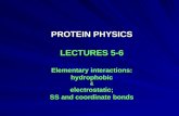 PROTEIN PHYSICS LECTURES 5-6 Elementary interactions: hydrophobic&electrostatic; SS and coordinate bonds.