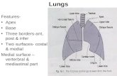 Lungs Features- Apex Base Three borders-ant, post & infer Two surfaces- costal & medial Medial surface – verterbral & mediastinal part.