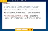 Human body cells have 46 chromosomes Meiosis Sexual Reproduction and Genetics  Each parent contributes 23 chromosomes Section 1  Homologous chromosomes—one.