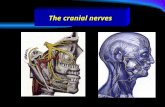 The cranial nerves. These are twelve pairs and numbered from before backward. All the nerves are distributed in the head and neck except the tenth which.