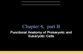 B.E Pruitt & Jane J. Stein Chapter 4, part B Functional Anatomy of Prokaryotic and Eukaryotic Cells