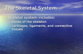 The Skeletal System Skeletal system includes: Skeletal system includes: –bones of the skeleton –cartilages, ligaments, and connective tissues.