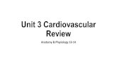 Unit 3 Cardiovascular Review Anatomy & Physiology 13-14.