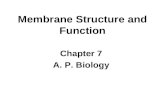 Membrane Structure and Function Chapter 7 A. P. Biology.