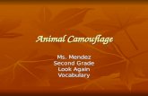 Animal Camouflage Ms. Mendez Second Grade Look Again Vocabulary.