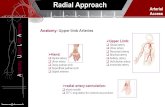 Arterial Access Radial Approach Anatomy : Upper Limb Arteries  Hand:  Radial artery  Ulnar artery  Deep palmar arch  Superficial.