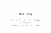 Walking Peter Fitch, St. Croix Vineyard Sunday, April 12, 2015.