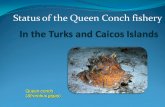 Queen conch (Strombus gigas) Status of the Queen Conch fishery.