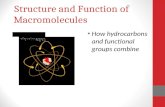 Structure and Function of Macromolecules How hydrocarbons and functional groups combine.