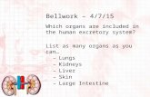 Bellwork – 4/7/15 Which organs are included in the human excretory system? List as many organs as you can… –Lungs –Kidneys –Liver –Skin –Large Intestine.