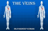 The Veins Dr.Pardeep kumar. Introduction: Introduction: The veins convey the blood from the different parts of the body to the heart. The veins convey.