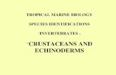 TROPICAL MARINE BIOLOGY SPECIES IDENTIFICATIONS -INVERTEBRATES - -CRUSTACEANS AND ECHINODERMS.