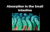 Absorption in the Small Intestine. 2 INGESTION DIGESTION ABSORPTION EGESTION ASSIMILATION Food is taken into body Carbohydrates, proteins and fats are.