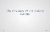 The structure of the skeletal system. Functions of the skeleton The skeleton performs many functions in the body. Shape  The skeleton gives us our shape.