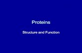 Proteins Structure and Function. PROTEINS Proteins are essential to the structures and activities of life