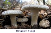 Kingdom Fungi. Living things Animals (Animalia) Plantae (Plants) Protista (e.g. Amoeba) Monera (e.g. bacteria) Fungi (e.g. Dogs, cats, pigs, cows, birds,