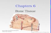Copyright  John Wiley  Sons, Inc. All rights reserved. Chapters 6 Bone Tissue Lecture slides prepared by Curtis DeFriez, Weber State University.