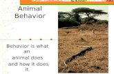 Animal Behavior Behavior is what an animal does and how it does it.