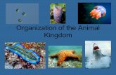 Organization of the Animal Kingdom. What is an Animal? Active multicellular organism that eats primary producers or other consumers All animals: Find.