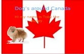 Dogs around Canada Hi my name is Toby the puppy..