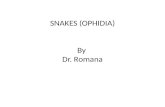 SNAKES (OPHIDIA) By Dr. Romana. Classification 1. Poisonous snakes 2. Non- poisonous snakes Poisonous snakes Elapids (secreting neurotoxic venom) Vipers
